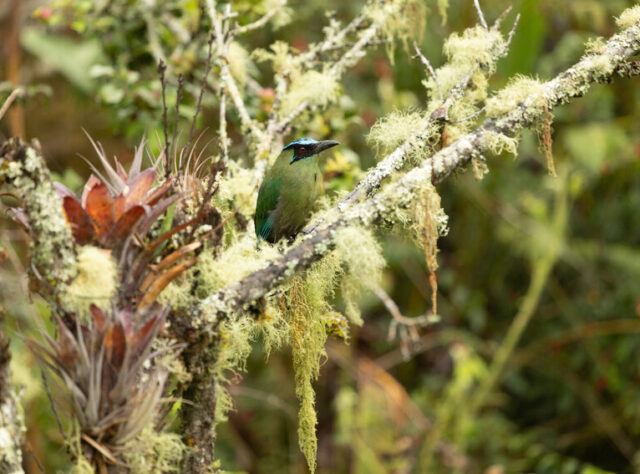 A colourful bird is perched on a fine tree branch. The tree appears very old and fragile, covered in pale green lichens.