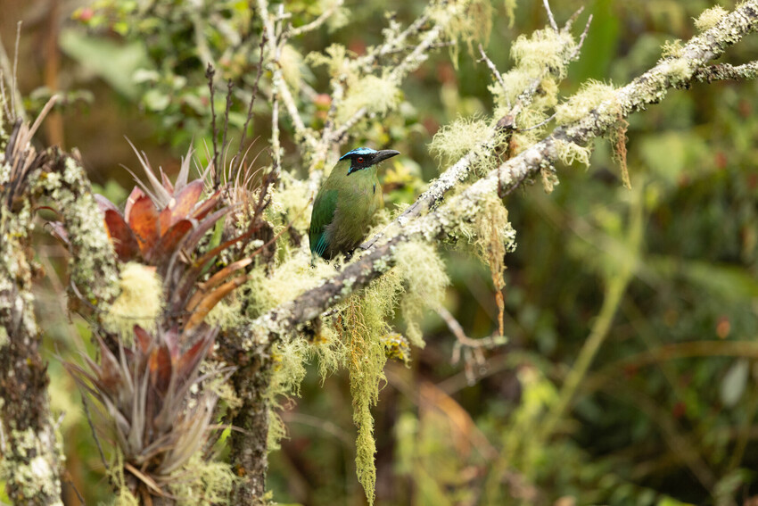 A colourful bird is perched on a fine tree branch. The tree appears very old and fragile, covered in pale green lichens.