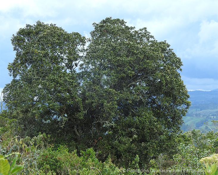 A lone Andean Oak on a hillside at Guanacas, Colombia