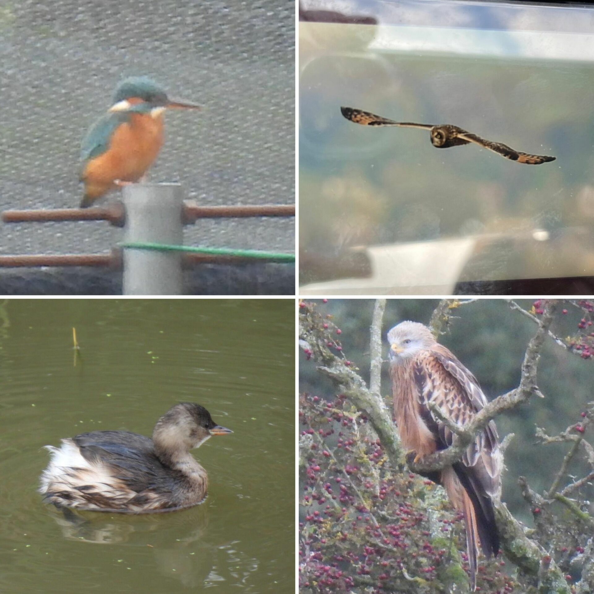Kingfisher, Short-eared Owl, Red Kite and Little Grebe