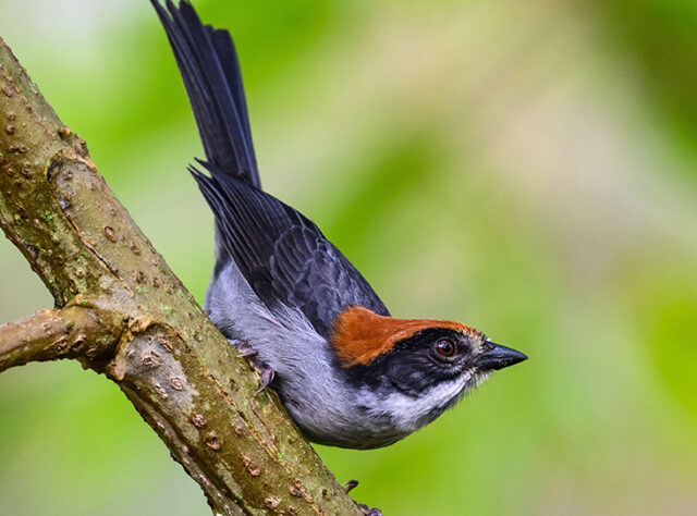 Antioquia Brushfinch perched on a branch