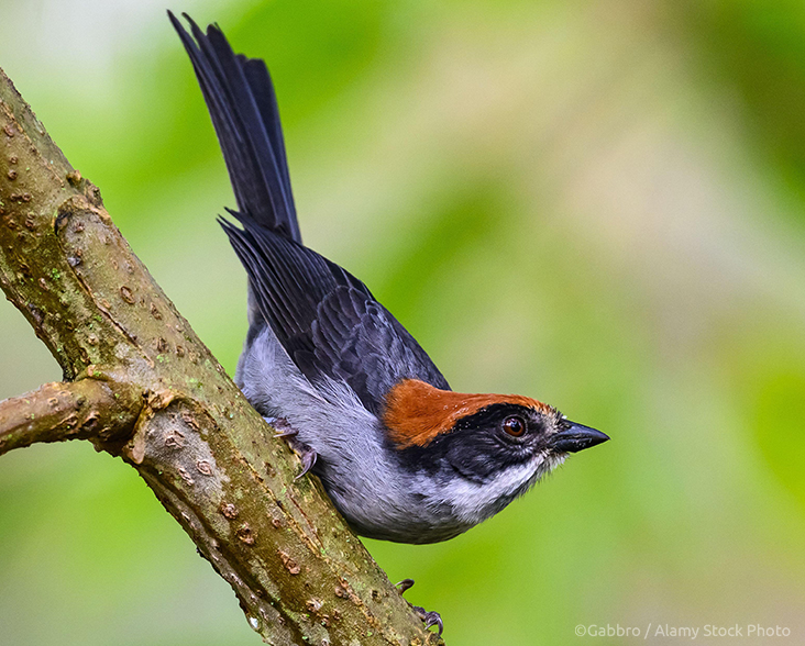 Antioquia Brushfinch perched on a branch