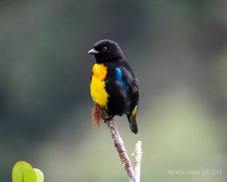 Black-and-gold Tanager perched on a branch