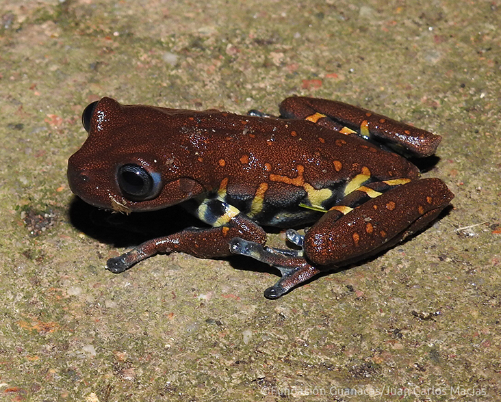 Antioquia Chocolate Frog sitting on the ground