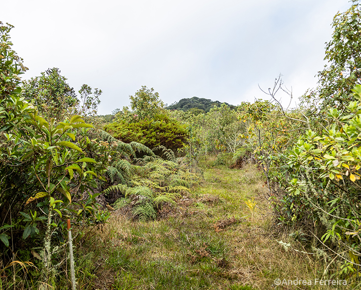 Antioquia Brushfinch habitat