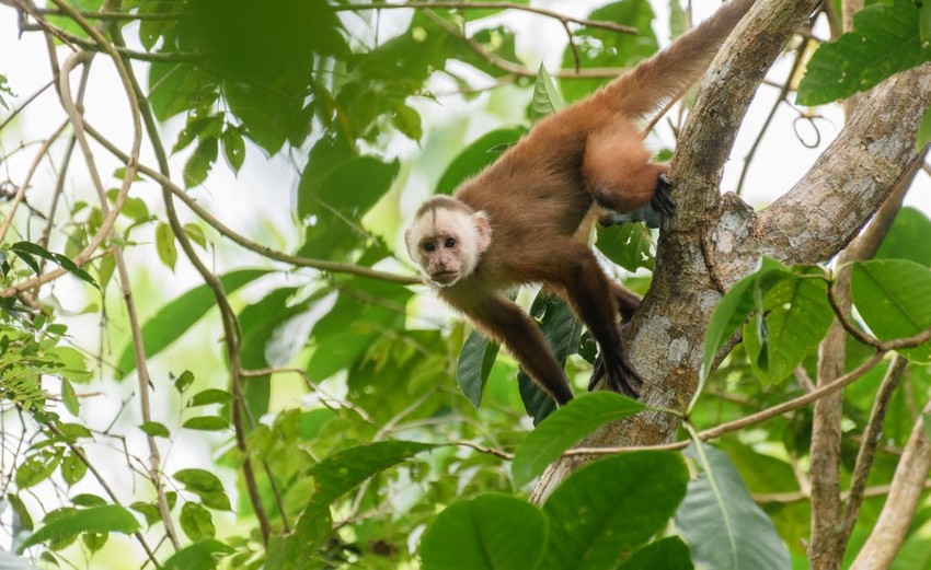 A monkey hangs in a leafy tree. The animal has light brown medium length fur and a white face with large dark eyes.