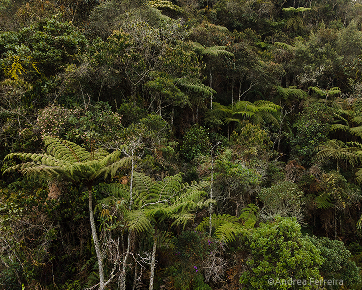 A drone shot of montane cloud forest in the Guanacas reserve, Colombia