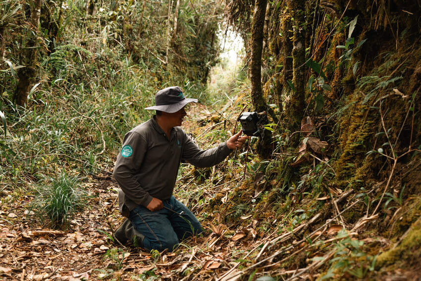 A person crouches on the floor of a forest to adjust a camera trap attached to a tree trunk. The forest is covered in leaf litter.