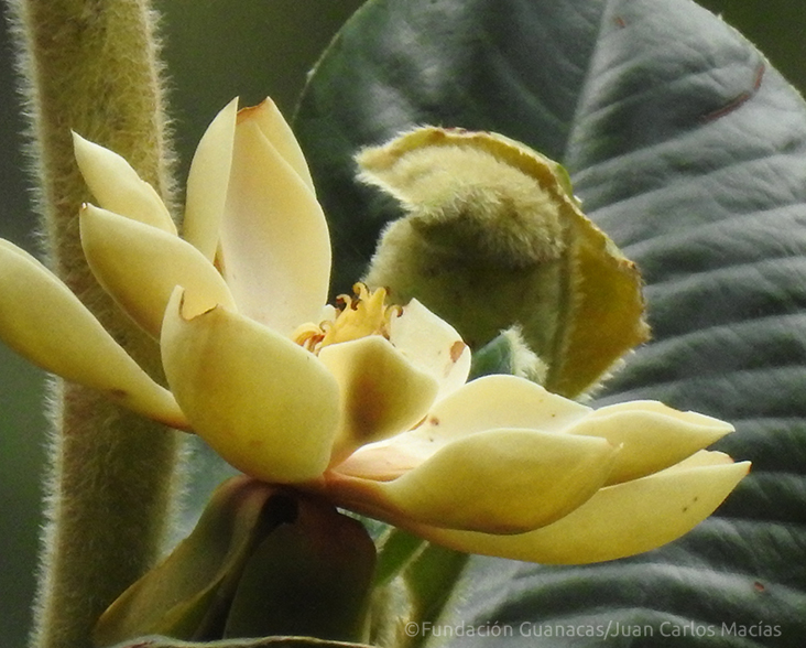 View of a Magnolia yarumalensis flower