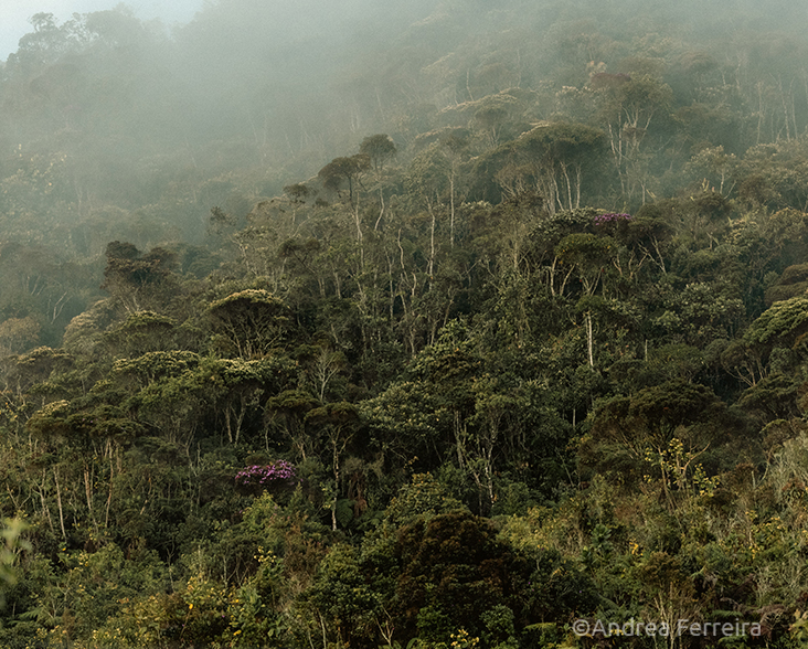 A view of the misty montane forest in Guanacas, Colombia