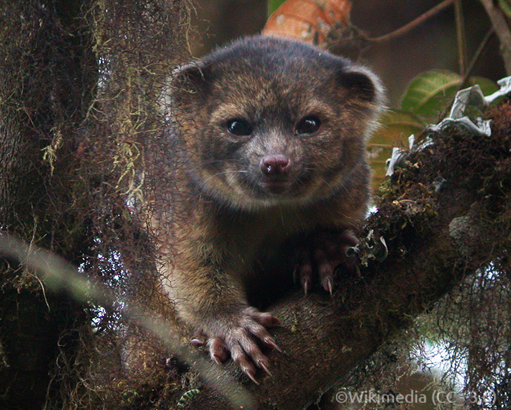 A photo of an Olinguito on a branch looking straight at the camera