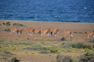A herd of Guanacos run across the beach with the ocean in the background