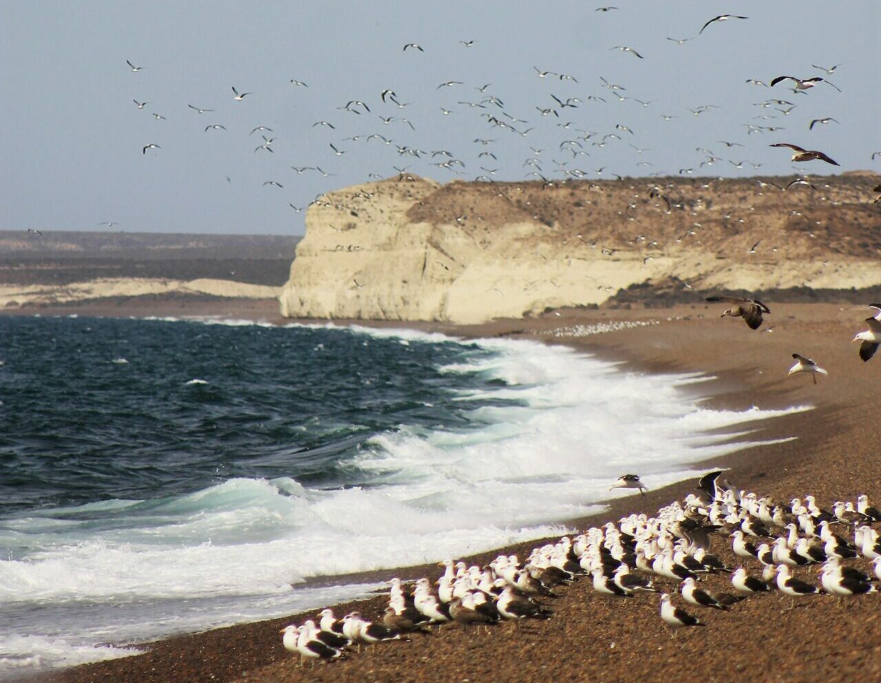A rough shore is backed by cliffs while gulls fly overhead