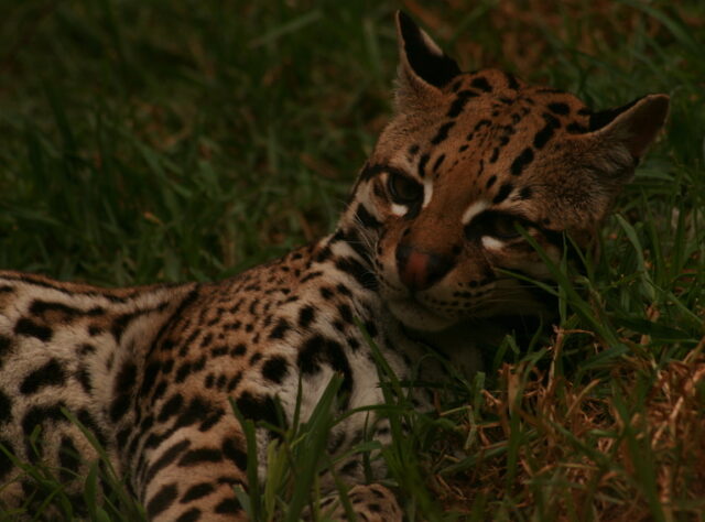 Ocelot