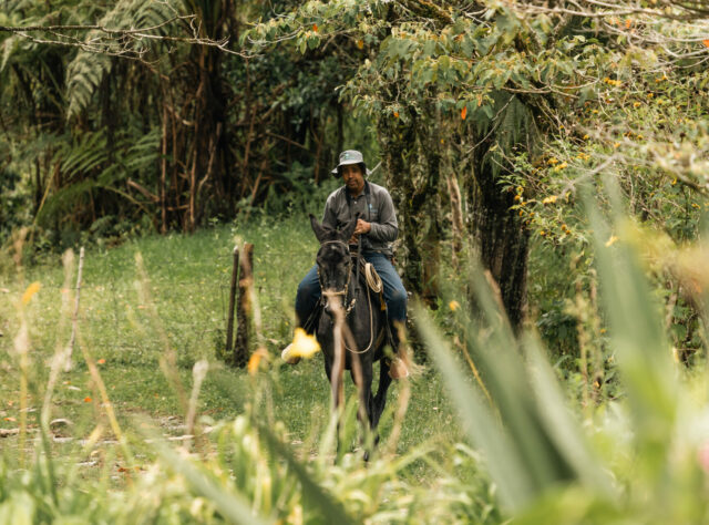 A person rides a dark brown horse in a grassland surrounded by woodland.