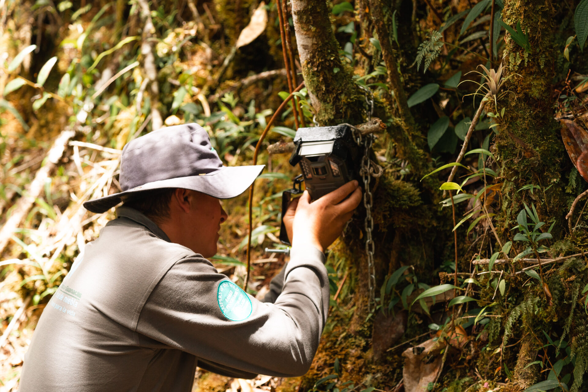 A ranger installs a camera to track species