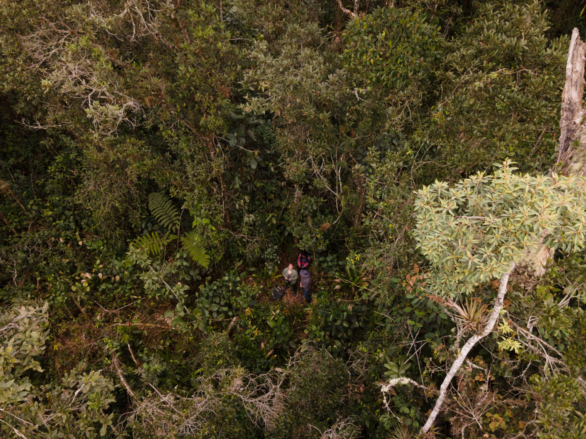 A bird's eye view of a dense forest from above.