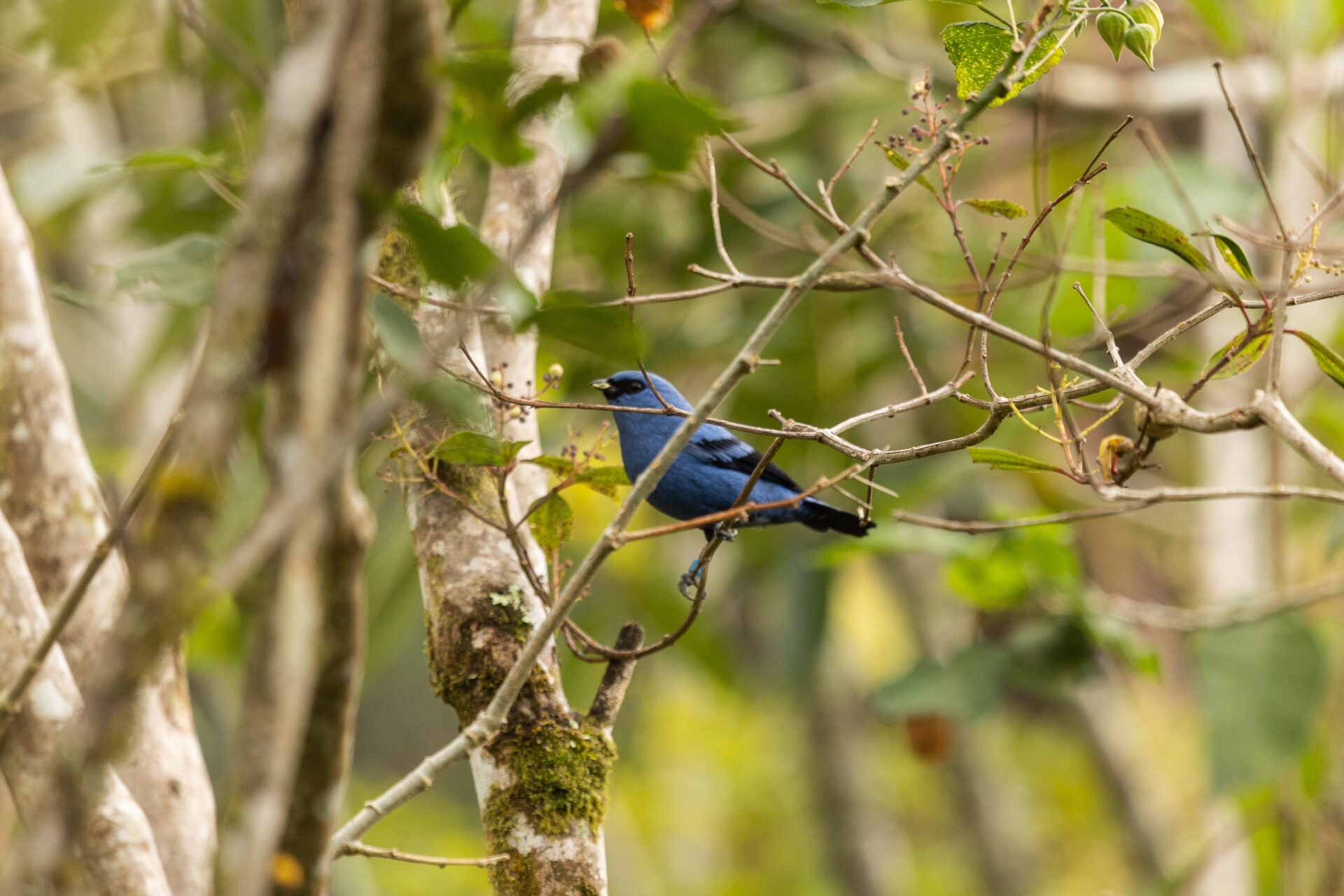 A Blue-and-black Tanager is shown perched on a branch