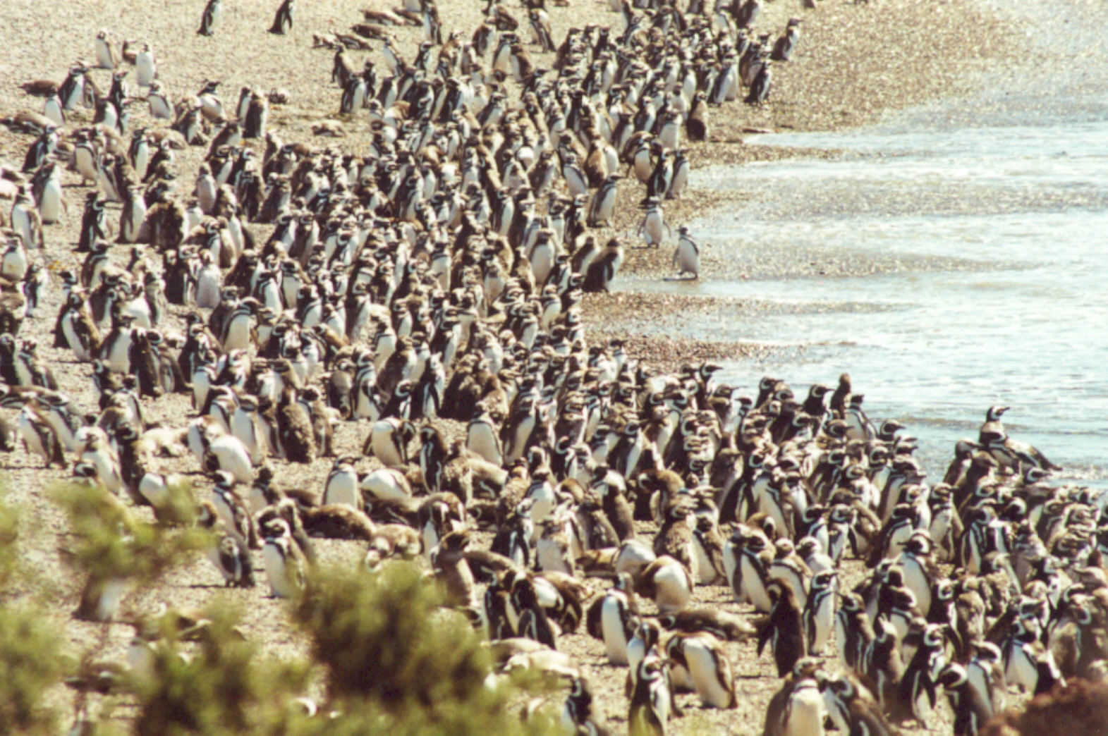 A flock of penguins crowd the beach