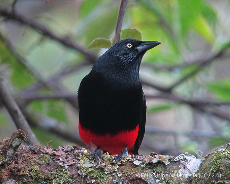 Front on view of a Red-bellied Grackle perched on a branch
