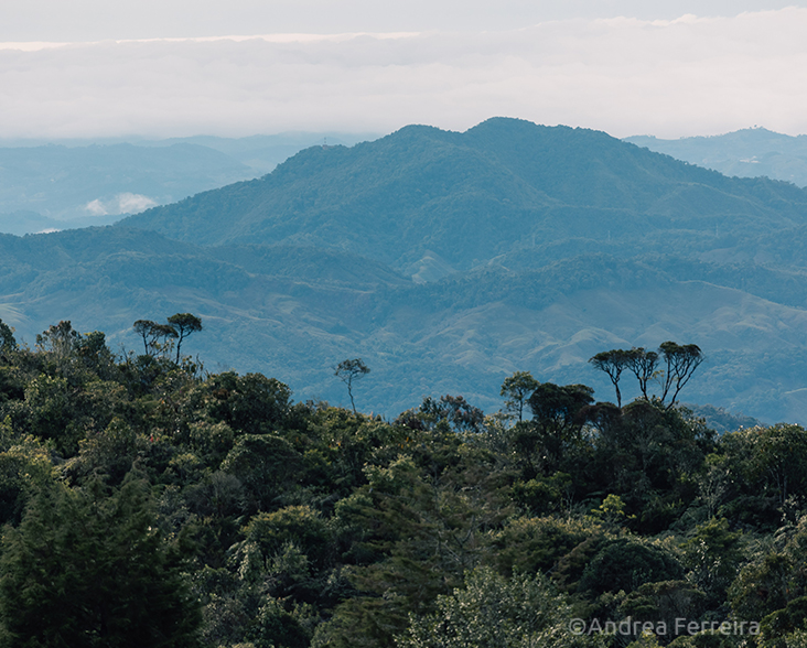 A view of Guanacas forest in foreground and forest and paramo in the distance