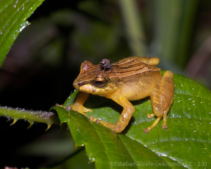 A Serna's Robber Frog sitting on a leaf, with a fly sitting on the frogs head!