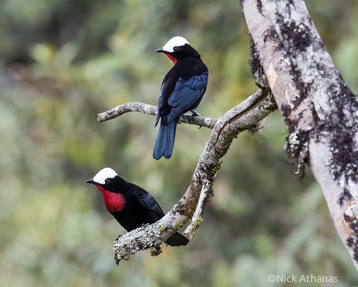 A pair of White-capped Tanager on a branch