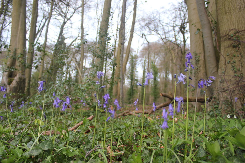 Bluebells in flower on the forest floor. They are surrounded by ground ivy and there are many large Beech trees in the background.