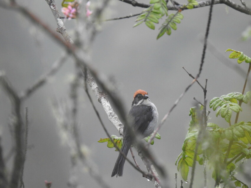 Antioquia Brushfinch perched on a branch
