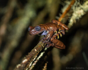Antioquia Chocolate Frog clinging to a branch in the Guanacas Reserve, Colombia