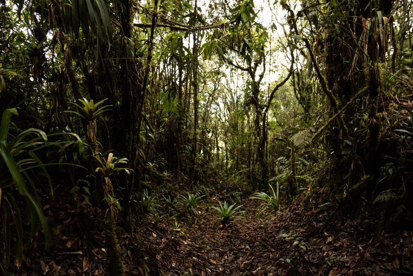 The dense forest within Guanacas Reserve. There appears to be a path trodden within the forest. On the left side is a bank of earth covered in plants and in the background and to the right of the path are tall trees with foliage growing up the trunks. There is a layer of leaf litter covering the ground.