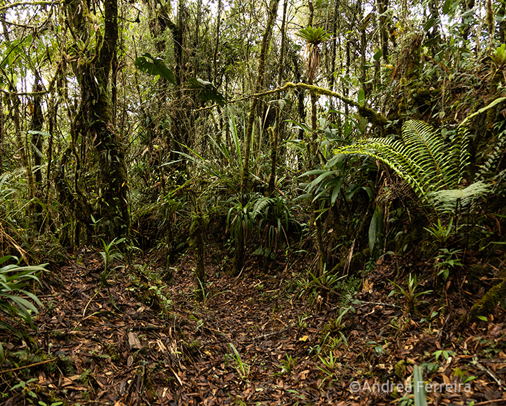 A view of dense vegetation in the Guanacas Reserve, Colombia