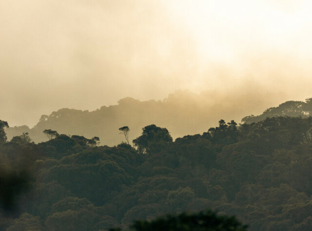 A mist hangs over a forest landscape.