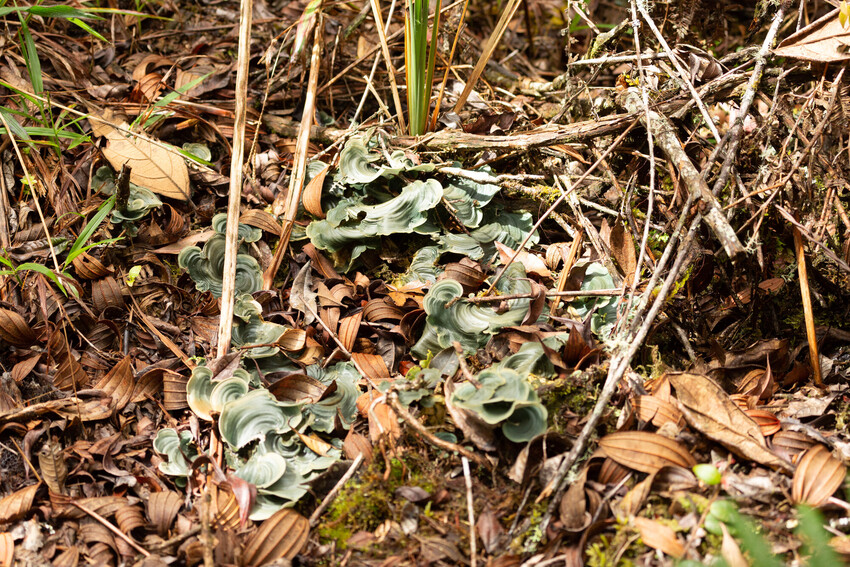 A collection of fungi-looking formations lay on top of leaf litter on a forest floor. The organisms are pale green and have wavy edges and shaped like semi-circles.