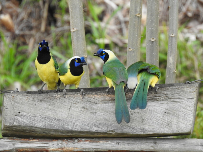 Four birds are perched on a long chunk of wood. They are brightly coloured, with vibrant yellow chests, black throats and face, and green backs and tails.