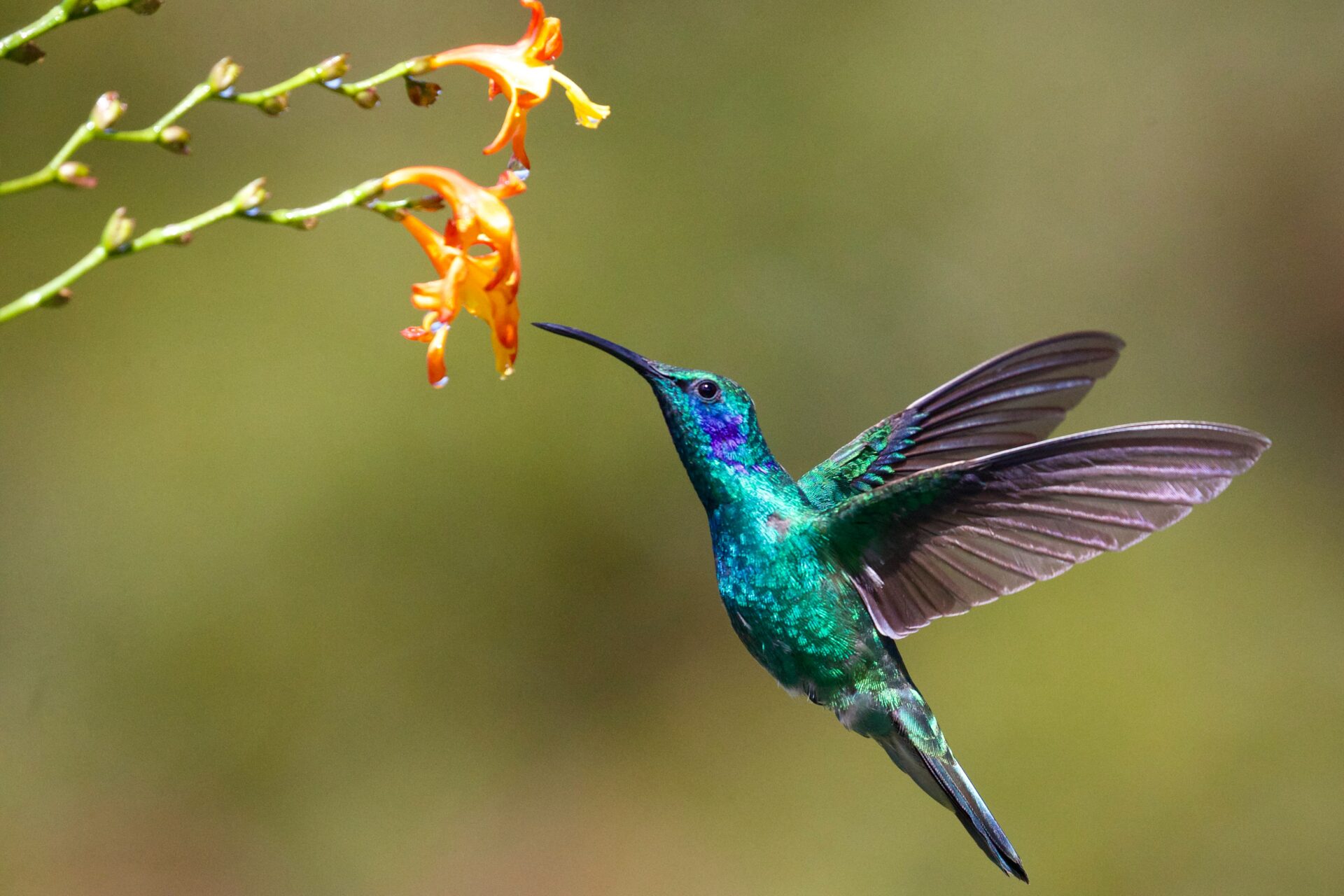 A hummingbird hovers next to a flower