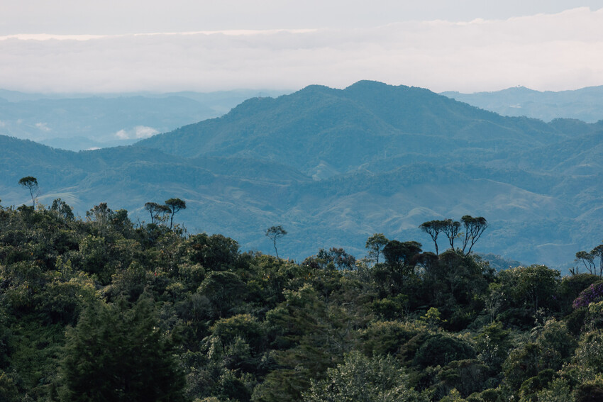 a woody landscape across rolling hills