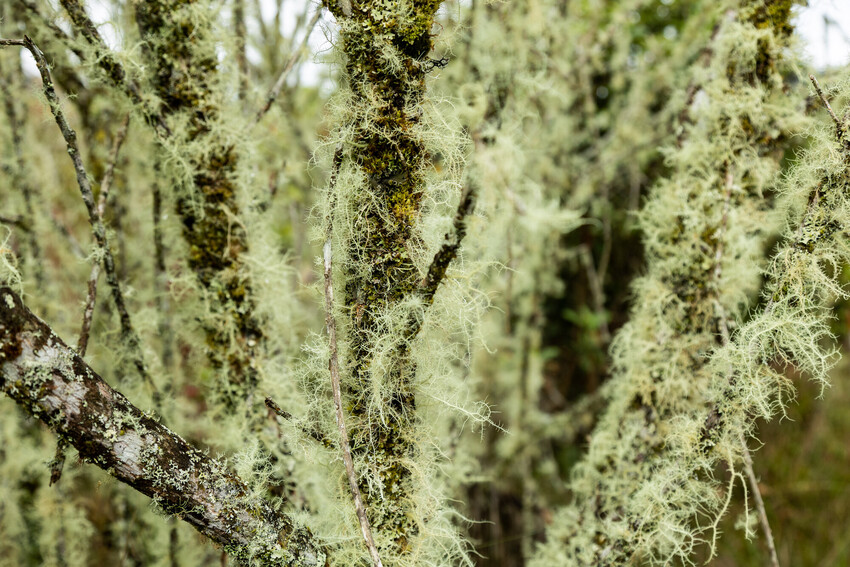 Lichens are covering tree trunks and branches in a thick carpet of tiny hair-like structures. The lichens are a pale green colour.
