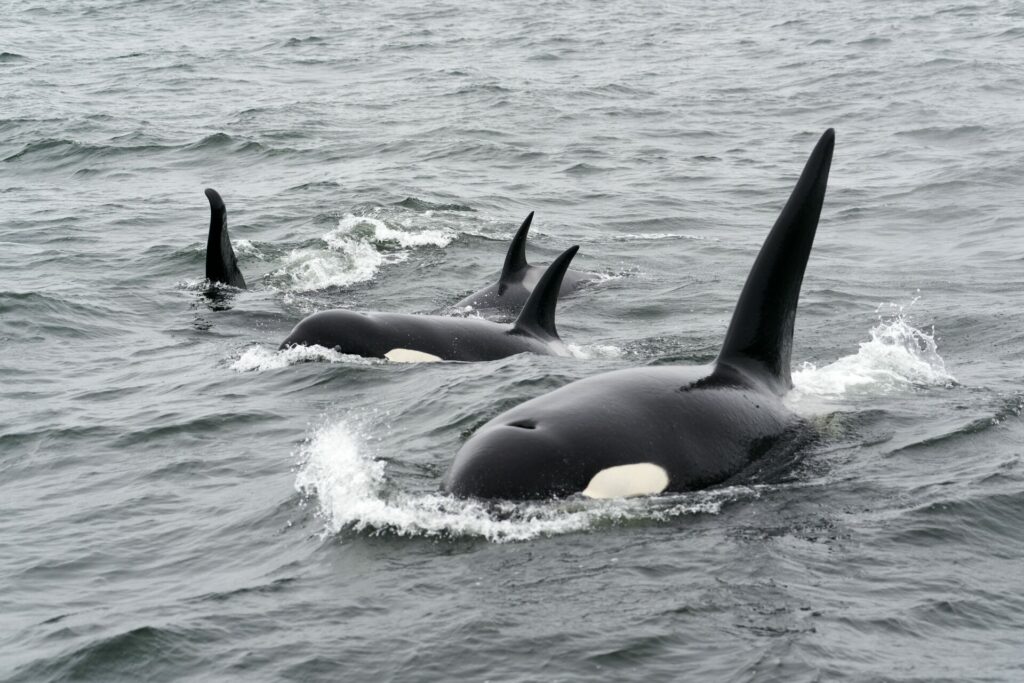 A pod of Orcas breaches the ocean surface