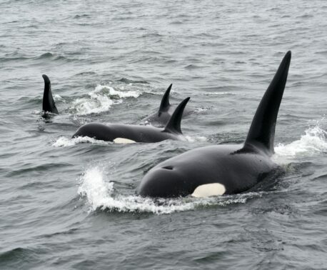 A pod of Orcas breaches the ocean surface
