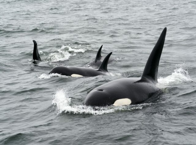 A pod of Orcas breaches the ocean surface