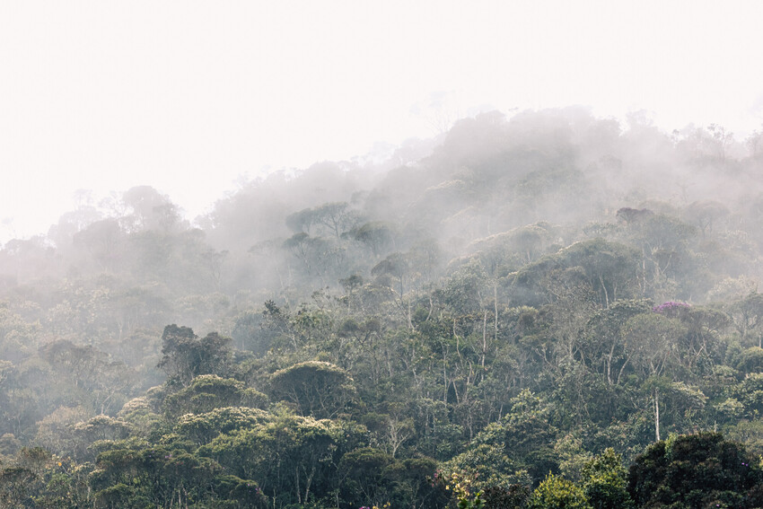 Fog hangs above a forest canopy.