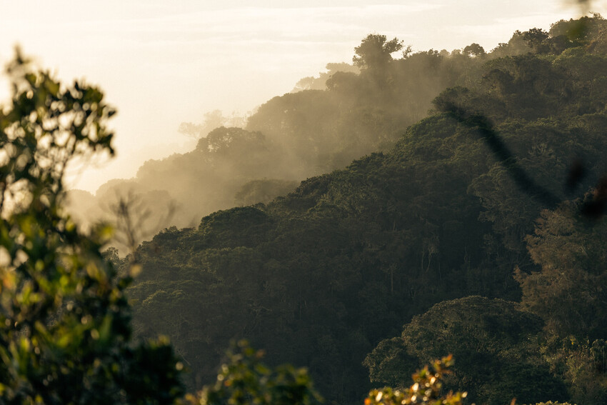 A hilly forested landscape over which a fog hangs above the forest canopy.