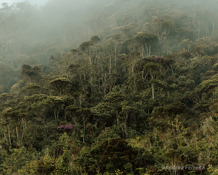 A view of montane forest Colombia
