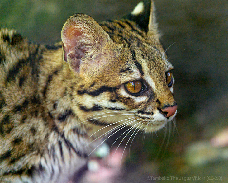 Tiger Cat : Oncilla is the Northern Tiger Cat - The Tiniest Tiger