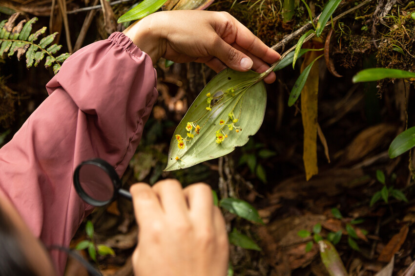 A magnifying glass is held up by someone's hand to a branch of tiny orchid flowers. The flowers are yellow and are located in amongst other foliage.