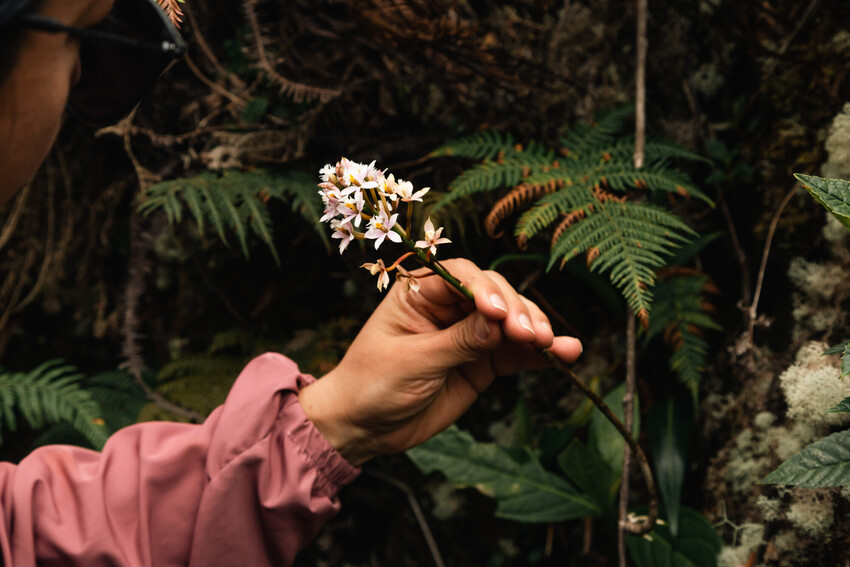 A hand holds a branch from an orchid plant. The branch has several flowers on it which are light pink and with five petals with pointed tips. The person is in a forest and there are ferns in the background.