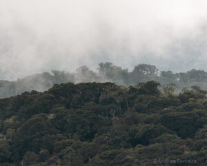 A view of primary montane cloud forest in Colombia