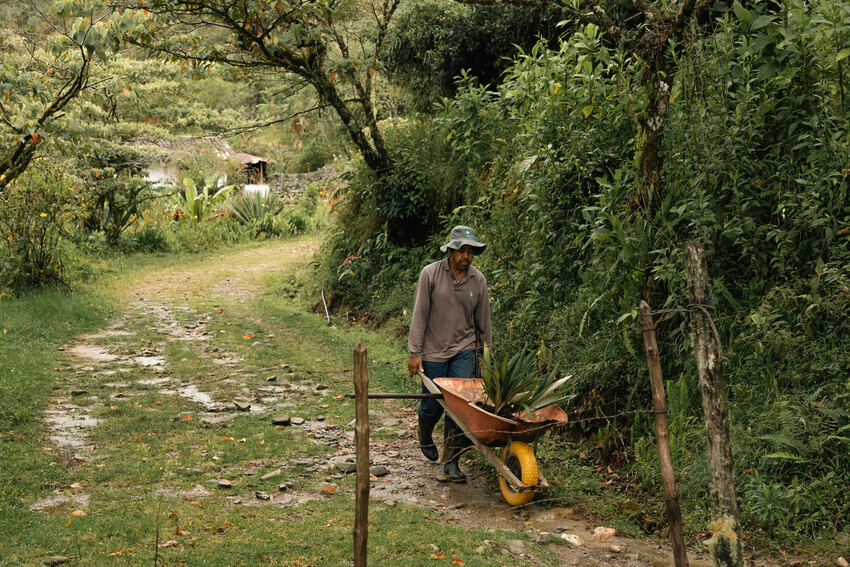 A person manouveres a wheelbarrow through an open grassy path that is bordered with trees.