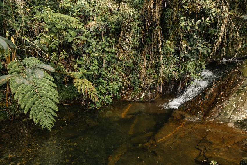 A small pool of water with a stream running into it sits within a dense forest. There is leaf foliage surrounding the water pool, including ferns, vines and other green plants. The water appears shallow and is a dark brown colour.